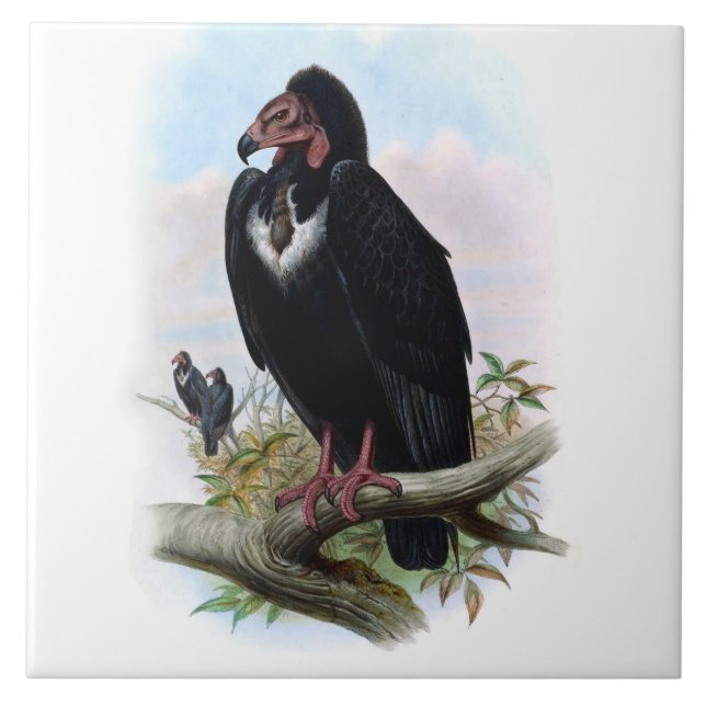 Vintage Black Vulture Bird Animal Illustration Tile (Front)