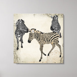 Vintage Black & White Zebra Trio Canvas Print