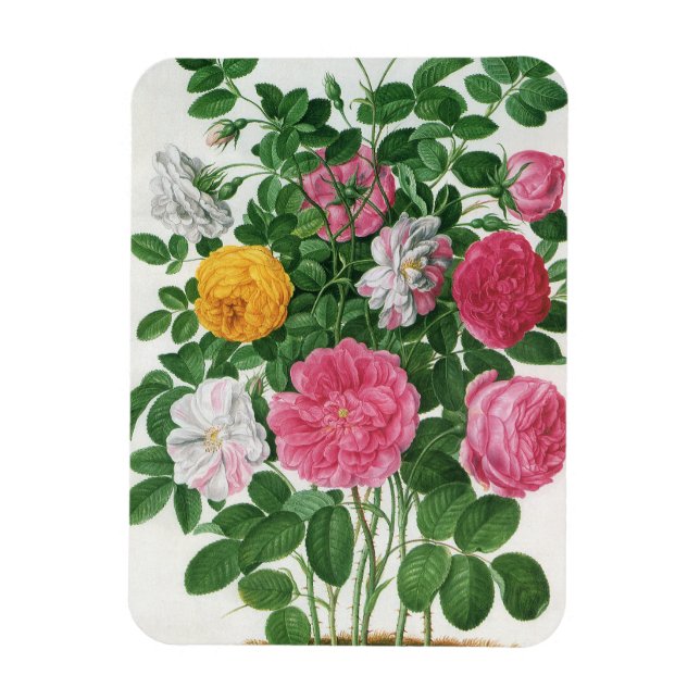 Vintage Blooming Flowers, Spring Garden Roses Magnet (Vertical)