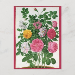 Vintage Blooming Flowers, Spring Garden Roses Postcard