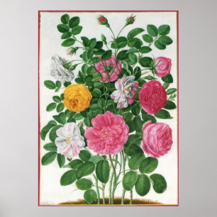 Vintage Blooming Flowers, Spring Garden Roses Poster