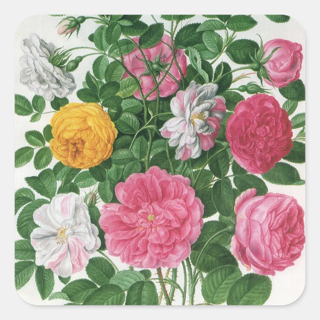 Vintage Blooming Flowers, Spring Garden Roses Square Sticker (Front)
