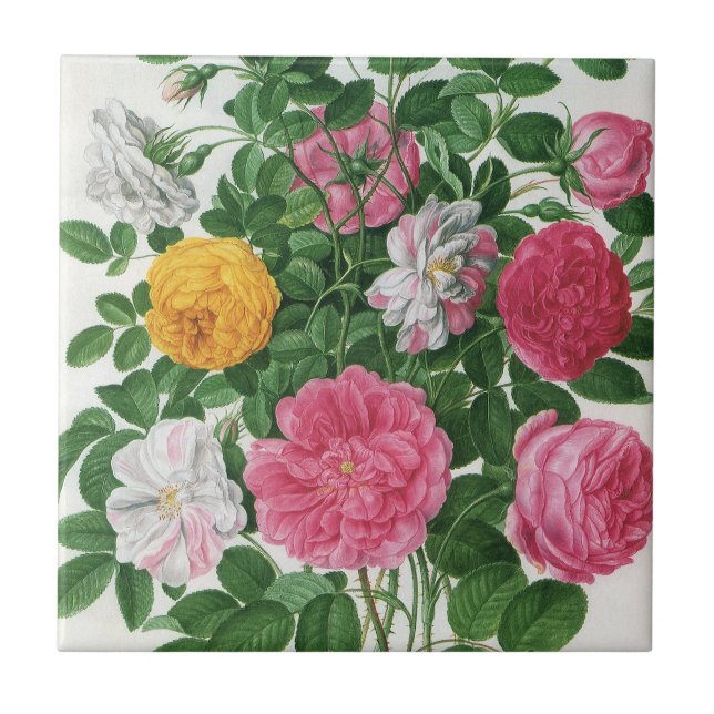 Vintage Blooming Flowers, Spring Garden Roses Tile (Front)