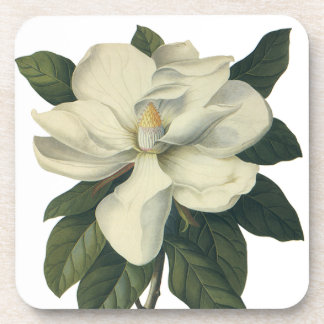 Vintage Blooming White Magnolia Blossom Flowers Coaster