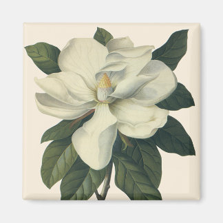 Vintage Blooming White Magnolia Blossom Flowers Magnet