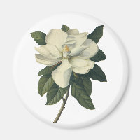 Vintage Blooming White Magnolia Blossom Flowers