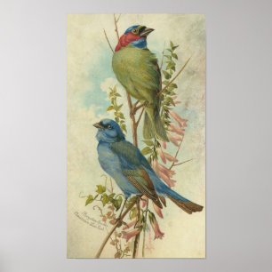 Vintage Blue and Green Birds Poster