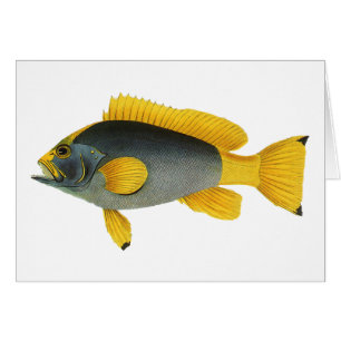 Vintage Blue and Yellow Grouper Fish, Marine Life