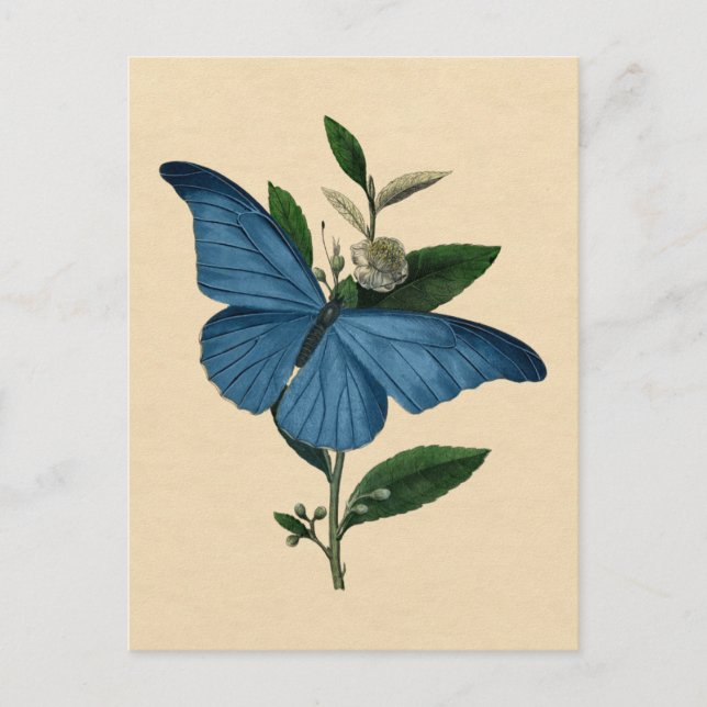 Vintage Blue Butterfly Postcard (Front)