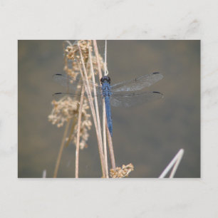 Vintage Blue Dragonfly Illustration Botanical Art Postcard
