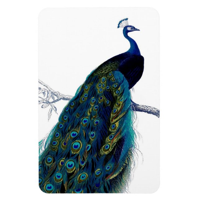 Vintage Blue Elegant Colourful Peacock Magnet (Vertical)