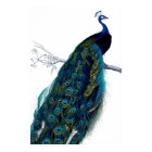 Vintage Blue Elegant Colourful Peacock
