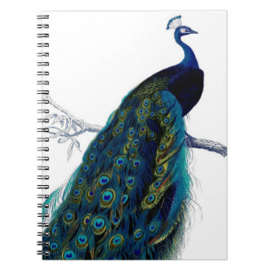 Vintage Blue Elegant Colourful Peacock Spiral Notebook