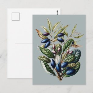 Vintage Blue Fruit Botanical Sarah Featon Art Postcard