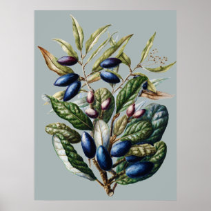 Vintage Blue Fruit Botanical Sarah Featon Art Poster