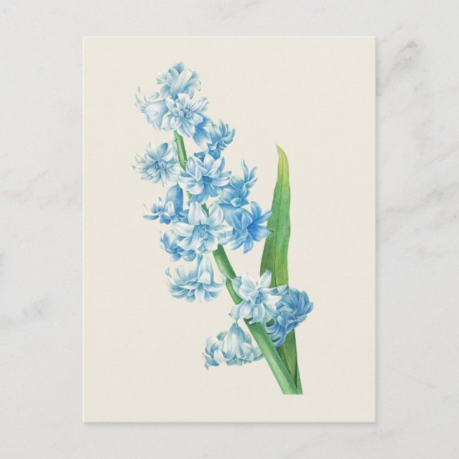 Vintage Blue Hyacinth Botanical Illustration Postcard (Front)