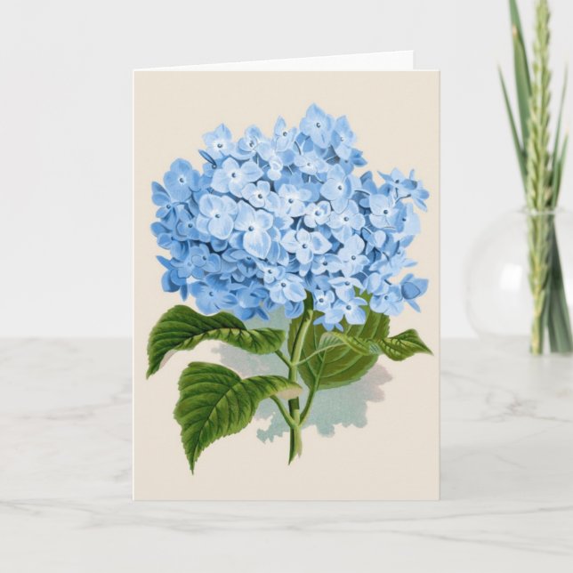 Vintage Blue Hydrangea Card (Front)