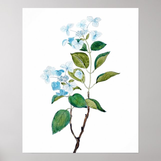 vintage blue hydrangea flowers poster (Front)