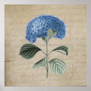 Vintage Blue Hydrangea on Old Parchment Poster