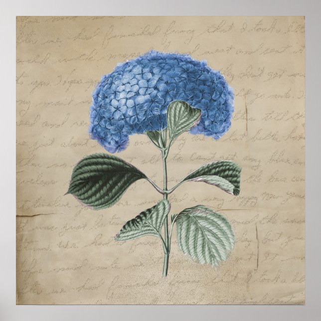 Vintage Blue Hydrangea on Old Parchment Poster (Front)