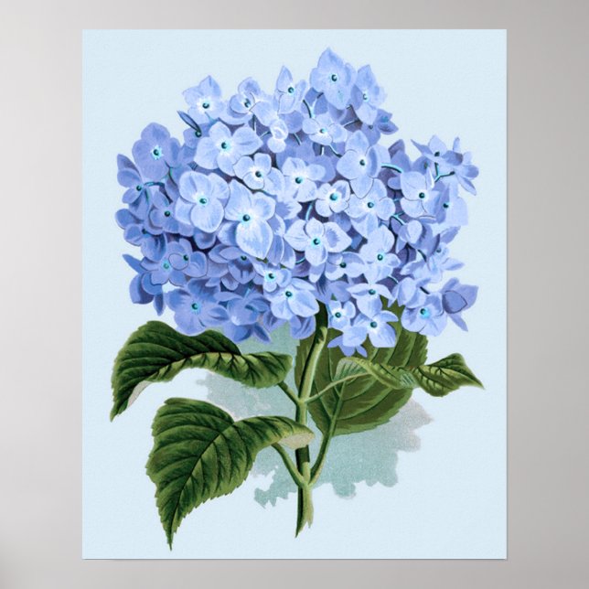 Vintage Blue Hydrangea Poster (Front)
