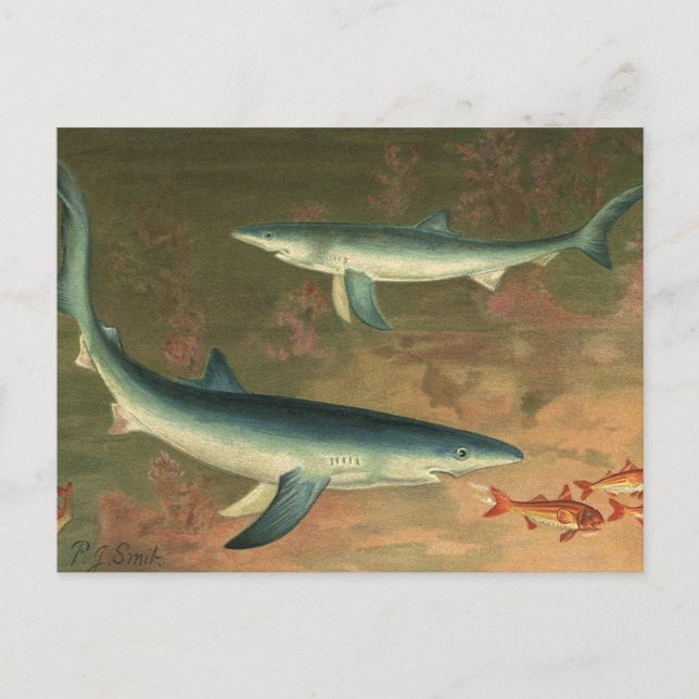 Vintage Blue Shark Eating Fish, Marine Life Postcard (Front)