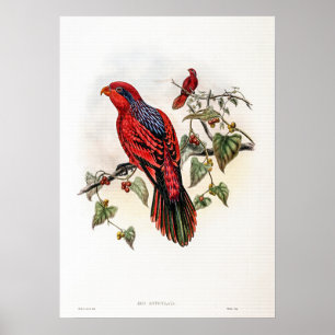 Vintage Blue streaked Lory by John Gould Poster