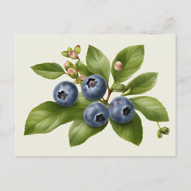 Vintage Blueberry Fruit Illustration  Postcard (Front)