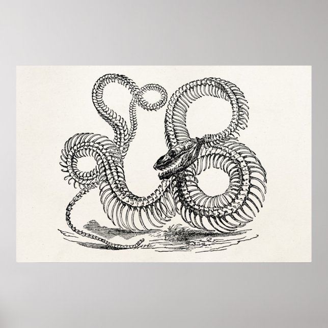 Vintage Boa Snake Skeleton Personalised Template Poster (Front)