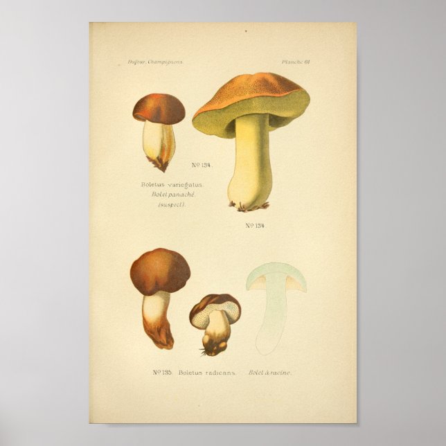Vintage Boletus Brown Mushrooms Art Print French (Front)