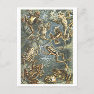 Vintage Book Illustration Frogs Postcard
