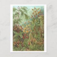 Vintage Book Illustration Mosses and Other Plants
