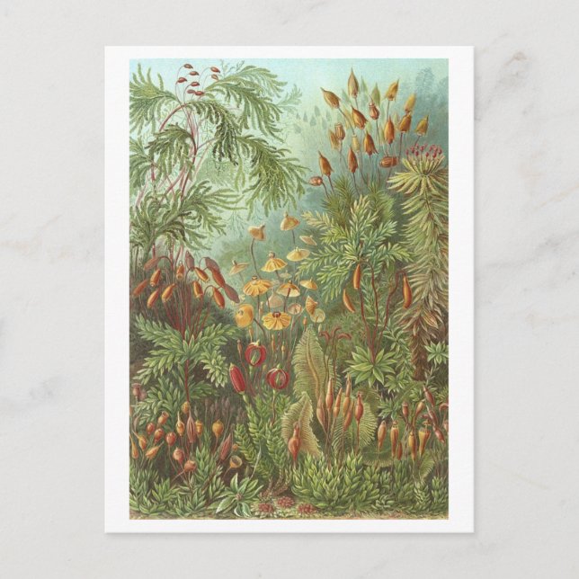 Vintage Book Illustration Mosses and Other Plants Postcard (Front)