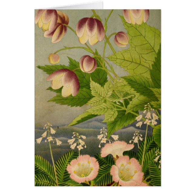 Vintage Botanical Anemone Book Illustration (Front)