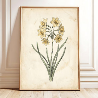 Vintage Botanical Antique Jonquil Canvas Art Poster