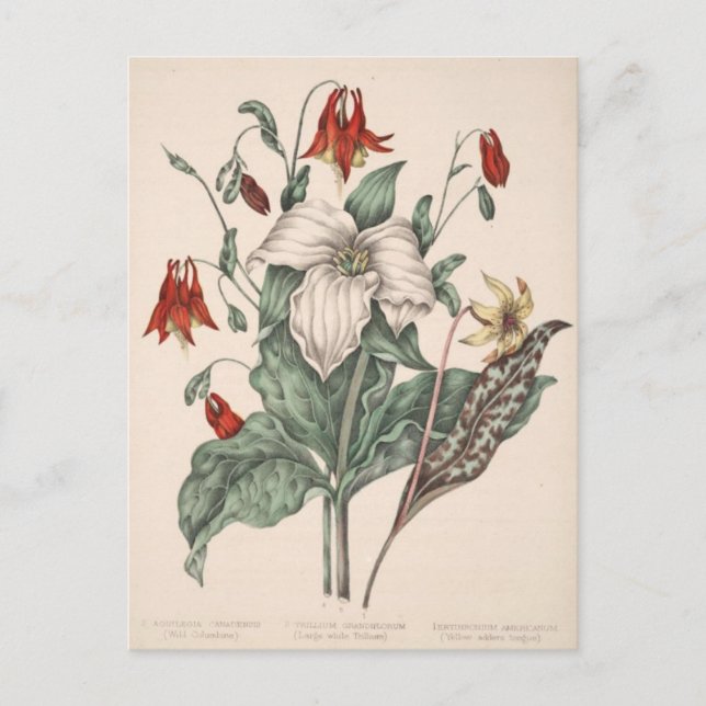Vintage Botanical Art Postcard (Front)