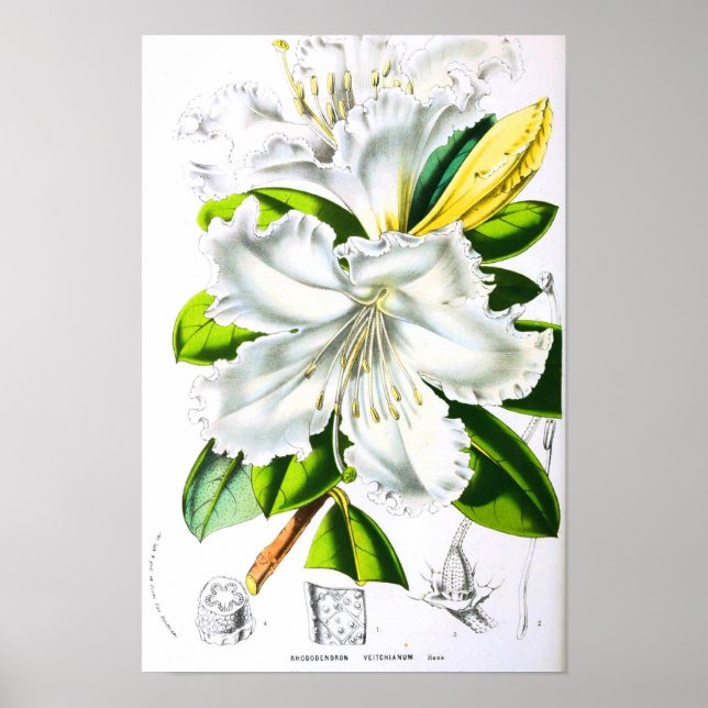 Vintage Botanical Art Poster (Front)