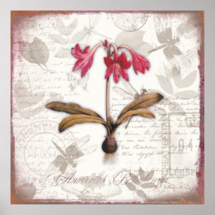 Vintage botanical art prints Amaryllis Belladonna
