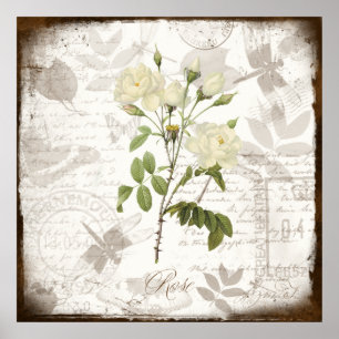 Vintage botanical art prints ~ English Rose