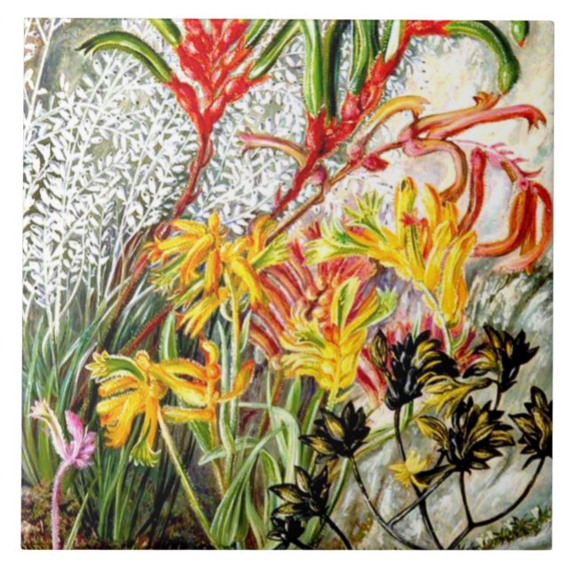 Vintage botanical art, West Australian flowers Tile (Front)