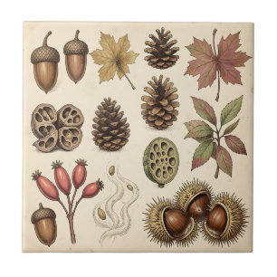 Vintage Botanical Autumn Acorns Pinecones Leaves Tile