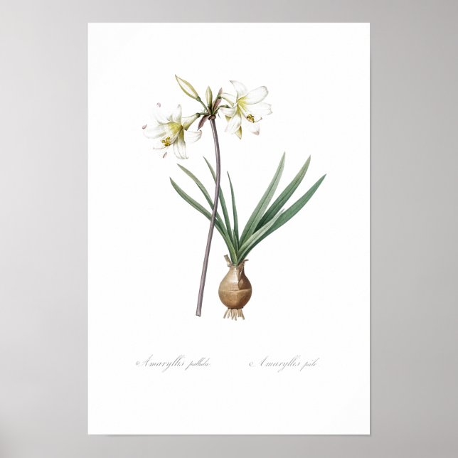 VINTAGE BOTANICAL BELLADONNA LILY  POSTER (Front)
