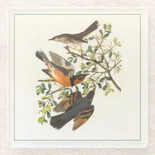 Vintage Botanical Bird Illustration Glass Coaster