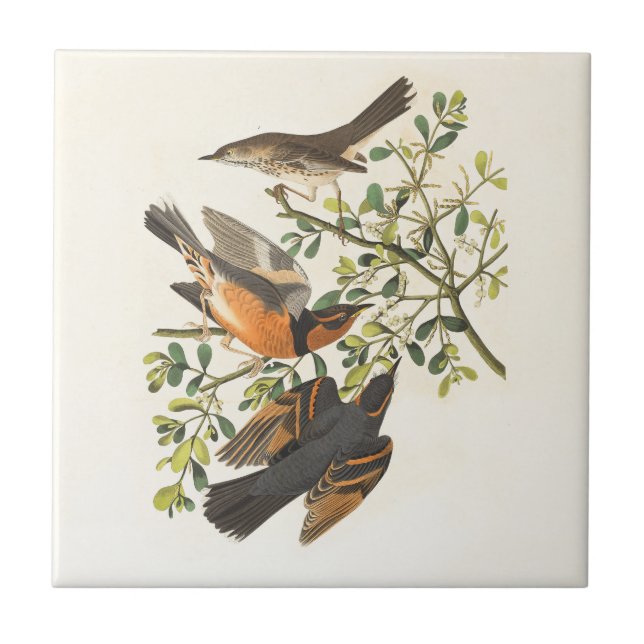 Vintage Botanical Bird Illustration Tile (Front)