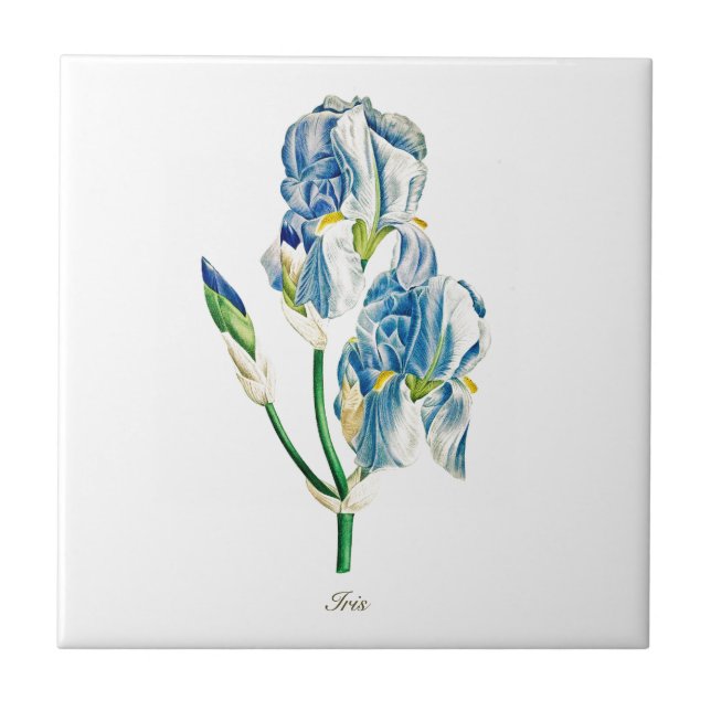 Vintage botanical blue iris flower tile (Front)