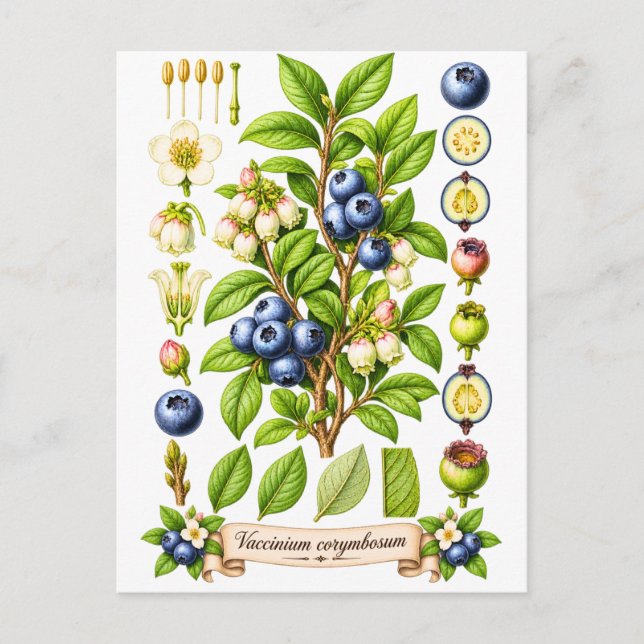 Vintage Botanical Blueberry Illustration Postcard (Front)