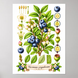 Vintage Botanical Blueberry Illustration Poster
