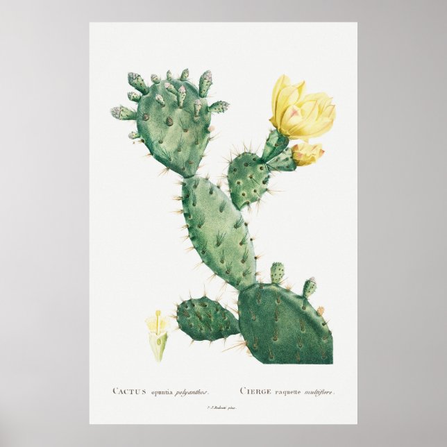 Vintage Botanical Cactus Illustration, Retro  Poster (Front)