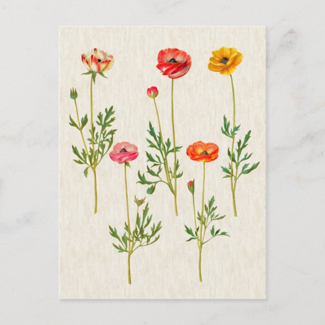 Vintage Botanical Calendula Illustration Postcard (Front)