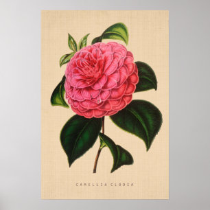 Vintage Botanical - Camellia Clodia Poster